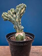 Myrtillocactus Variegata F Cristata p10 (3)