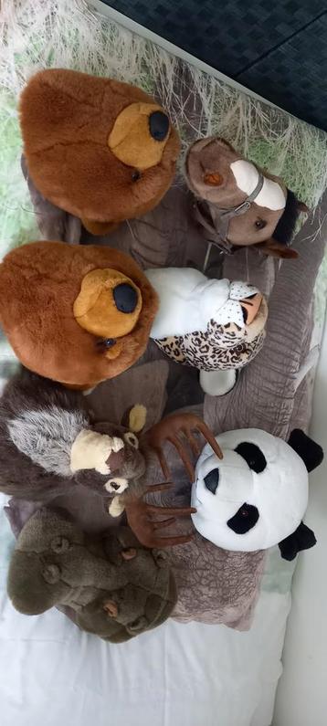 Bibib dierenkoppen  beschikbaar voor biedingen