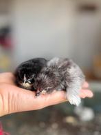Marans x Cream legbar kuikens (blauw en zwart), Dieren en Toebehoren, Pluimvee, Geslacht onbekend, Kip