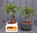 1 Bonsai Ulmus Parvifolia- Chinese Iep- 17 cm Hoog kl., Huis en Inrichting, Kamerplanten, In pot, Minder dan 100 cm, Bonsai, Groene kamerplant