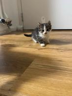 Kittens, Dieren en Toebehoren, Katten en Kittens | Overige Katten, Meerdere dieren, Kortharig, 0 tot 2 jaar