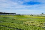 Stage tuinplantenkwekerij, Variabele uren, Tijdelijk contract