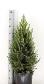 Picea glauca conica kerstboompje 100cm, Tuin en Terras, Ophalen of Verzenden, Eenjarig, Overige soorten, Volle zon
