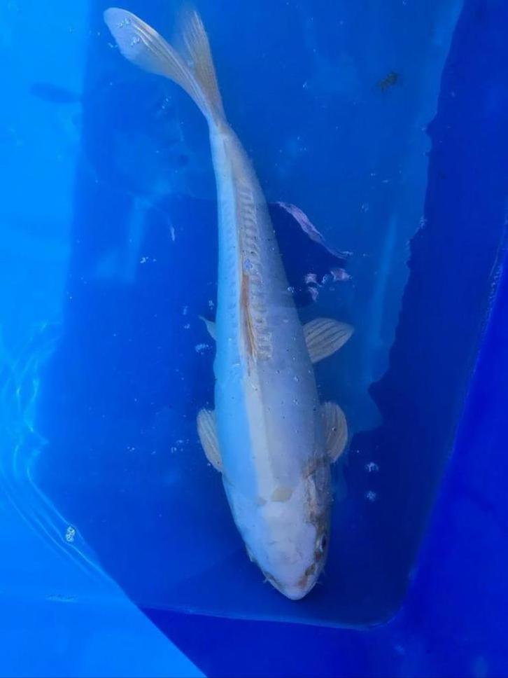 Japanse Koi Platina Ogon schubloos, Dieren en Toebehoren, Vissen | Vijvervissen