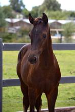 Zwartbruin dressuur hengstveulen, Dieren en Toebehoren, Paarden, Hengst, Dressuurpaard, 0 tot 2 jaar