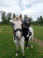 Top C-pony, Dieren en Toebehoren, Ruin, Springpony, 11 jaar of ouder