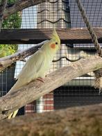Valkparkiet lutino, Dieren en Toebehoren, Vogels | Parkieten en Papegaaien, Geslacht onbekend, Parkiet, Tam