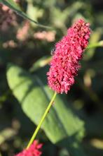 Persicaria amplexicaulis 'Blackadder, Vaste plant, Halfschaduw, Herfst, Ophalen