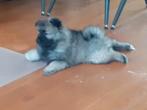 Wolfgrijze keeshond, Dieren en Toebehoren, CDV (hondenziekte), Keeshond, 8 tot 15 weken, Teef