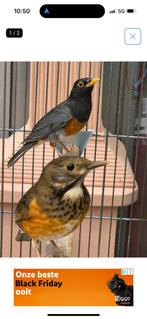 Prachtig koppel zwartborst lijsters 2024, Dieren en Toebehoren, Meerdere dieren, Geringd