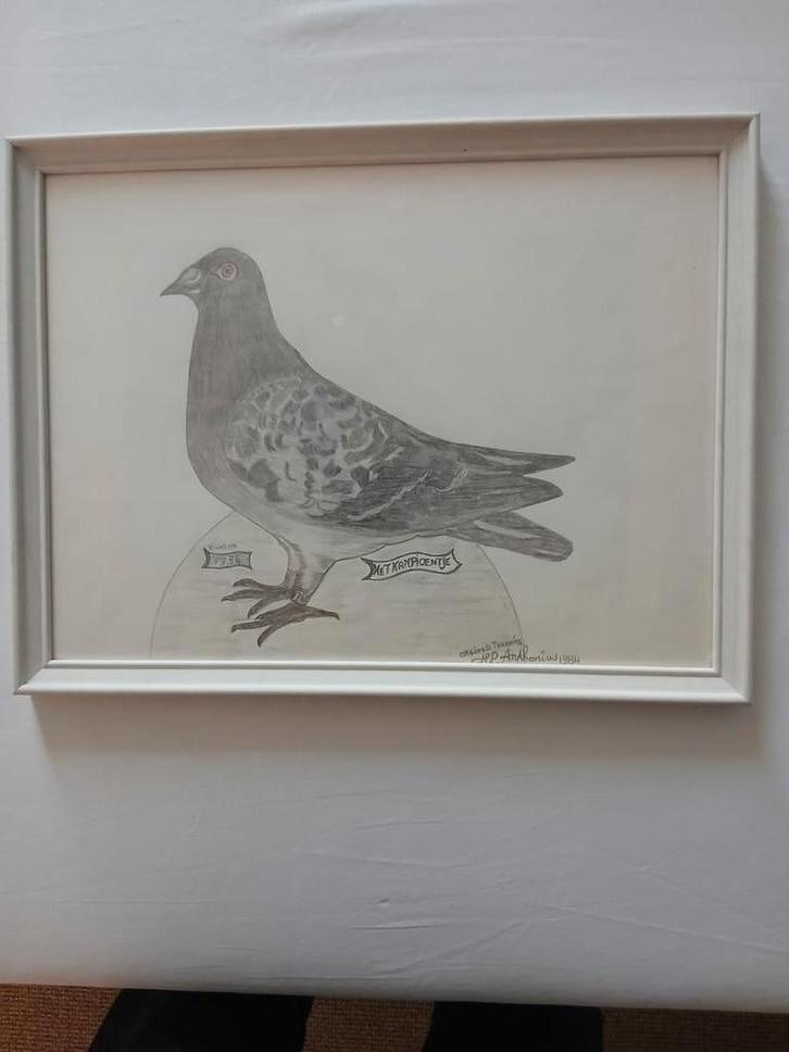 Tekening van postduif in  nieuwe lijst leest het verhaal, Antiek en Kunst, Kunst | Tekeningen en Foto's, Ophalen of Verzenden