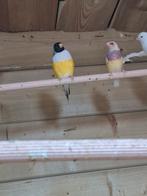 Gouldamadine, Dieren en Toebehoren, Vogels | Overige Vogels, Meerdere dieren, Tropenvogel, Geringd