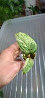 Scindapsus halimoon, Ophalen of Verzenden, Halfschaduw, Minder dan 100 cm