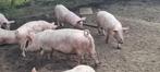 Super mestbiggen, Dieren en Toebehoren, Schapen, Geiten en Varkens, Meerdere dieren, Varken
