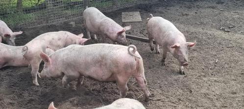 Super mestbiggen, Dieren en Toebehoren, Schapen, Geiten en Varkens, Varken, Meerdere dieren