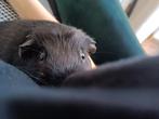 Verblijf gezocht voor cavia, Dieren en Toebehoren, Knaagdieren, Mannelijk, Cavia