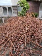 Gratis brandhout, veel snoeitakken, we helpen met inladen., Tuin en Terras, Planten | Tuinplanten, Volle zon, Vaste plant, Zomer