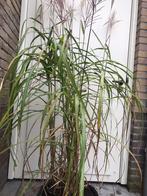 Prachtig groot siergras Miscanthus Sinensis., Tuin en Terras, Ophalen of Verzenden