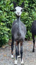 4 jarige mooie Merie met hengstveulen, Dieren en Toebehoren, Schapen, Geiten en Varkens, Mannelijk, Schaap