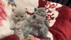 Britse korthaar kittens nestje, Dieren en Toebehoren, Kater