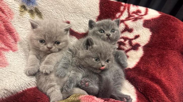 Britse korthaar kittens nestje, Dieren en Toebehoren, Katten en Kittens | Overige Katten, Kater