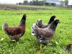 Barnevelder kippen Blauw dubbel gezoomd gesekst en ingeënt, Dieren en Toebehoren, Pluimvee, Vrouwelijk, Kip