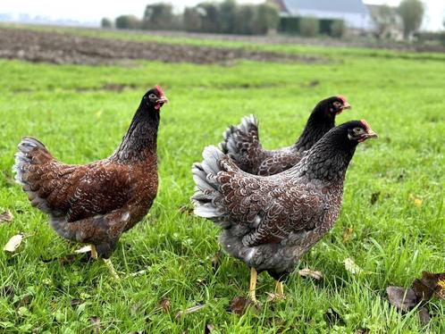 Barnevelder kippen Blauw dubbel gezoomd gesekst en ingeënt, Dieren en Toebehoren, Pluimvee, Kip, Vrouwelijk