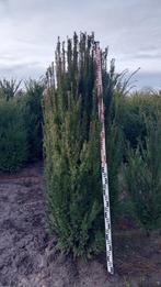 Taxus Baccata Fastigiata achtige  -Grote maten - ACTIEPRIJS, Bloeit niet, Minder dan 100 cm, Zuilboom, Ophalen
