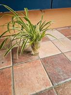 graslelie stekjes, Overige soorten, Minder dan 100 cm, Groene kamerplant, Halfschaduw