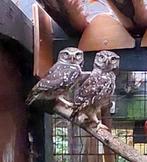 Steenuilen, Dieren en Toebehoren, Vogels | Overige Vogels, Meerdere dieren, Roofvogel, Geringd