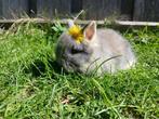 Jong teddy dwergkonijntje, Dieren en Toebehoren, Konijnen, Mannelijk, Dwerg, 0 tot 2 jaar