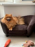 Lieve Pomeriaan met stamboom zoekt nieuw thuis – 1 jaar oud, Dieren en Toebehoren, Overige rassen, CDV (hondenziekte), 1 tot 2 jaar