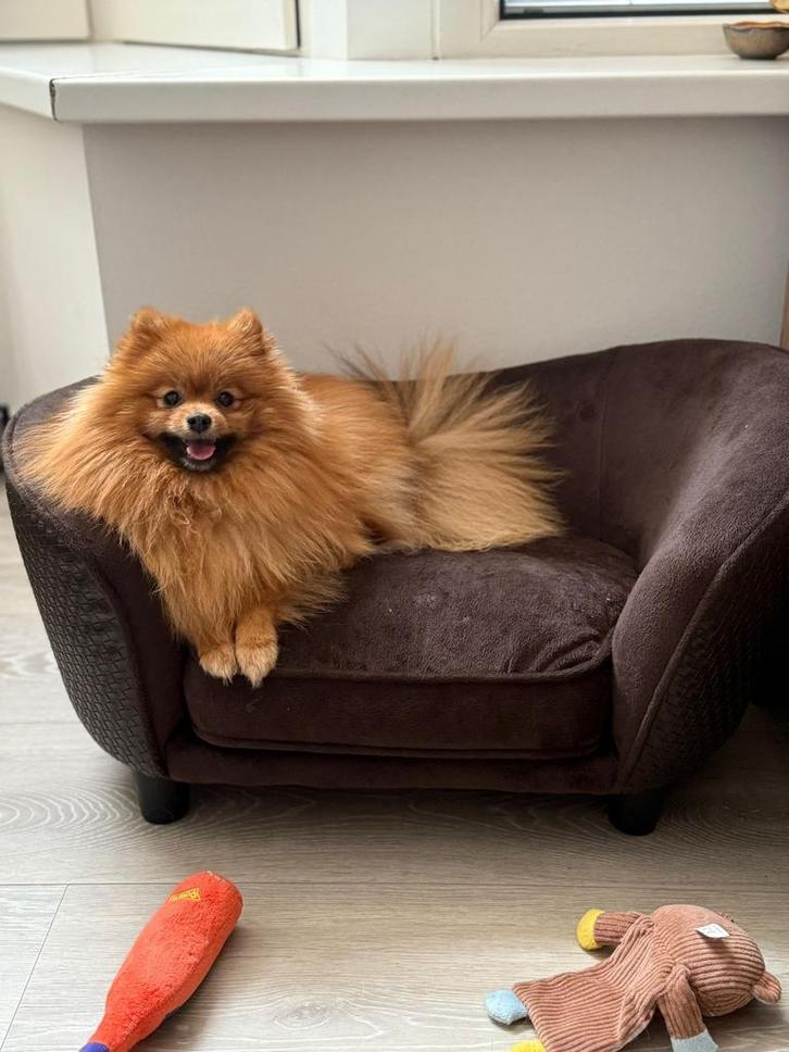 Lieve Pomeriaan met stamboom zoekt nieuw thuis – 1 jaar oud, Dieren en Toebehoren, Honden | Chihuahua's en Gezelschapshonden, Teef