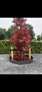 Cortenstaal boomring, Tuin en Terras, Planten | Bomen, Ophalen, Bloeit niet, Halfschaduw, Overige soorten