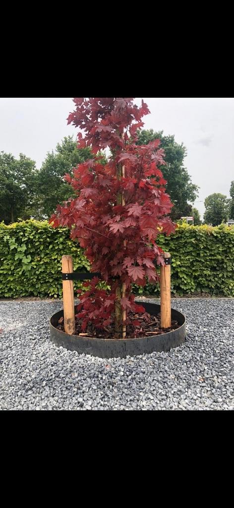 Cortenstaal boomring, Tuin en Terras, Planten | Bomen, Overige soorten, 100 tot 250 cm, Halfschaduw, Bloeit niet, Ophalen