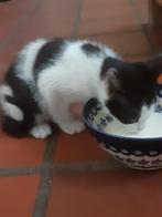 kittens te koop