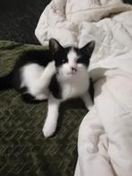 Lieve Kitten, Kater, Kortharig, 0 tot 2 jaar