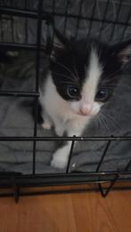 Kittens, Dieren en Toebehoren, Katten en Kittens | Overige Katten, Kater, Kortharig, 0 tot 2 jaar