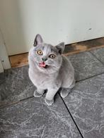 1  Britse korthaar poes mag  ze gelijk mee!, Dieren en Toebehoren, Katten en Kittens | Raskatten | Korthaar, Poes, Gechipt, 0 tot 2 jaar