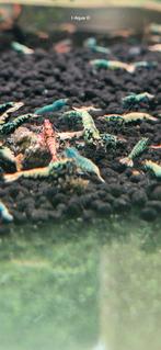 Boa garnalen aanbieding Caridina aquarium, Dieren en Toebehoren, Vissen | Aquariumvissen, Kreeft, Krab of Garnaal