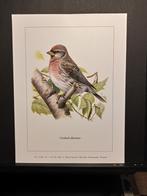 Barmsijs - Buzin - prent kunst  afmeting  18 x 24 cm, Verzenden, 1980 tot heden, Zo goed als nieuw, Dier