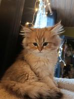 Fok kat British langhaar golden black shaded, Dieren en Toebehoren, Kater, Met stamboom, 0 tot 2 jaar