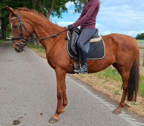 Brave talentvolle 9 jr E pony 1,55mtr-recreatie-manege-sport, Dieren en Toebehoren, Pony's, Merrie, B, E pony (1.48m - 1.57m)