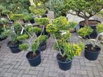 Ilex crenata green hedge, Ophalen