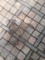 Tuindecoratie, Tuin en Terras, Tuinwanddecoratie, Ophalen, Gebruikt