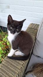 kitten 11 weken oud, Poes, Kortharig, 0 tot 2 jaar
