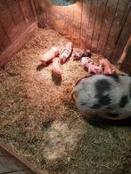 Mini gottinger biggetjes, Dieren en Toebehoren, Schapen, Geiten en Varkens