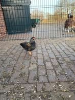 Wyandotte hanen, Dieren en Toebehoren, Mannelijk, Kip