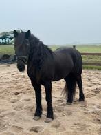 Te koop: Stoere E-pony – Haflinger x Fries, Merrie, Recreatiepaard, Ingeënt