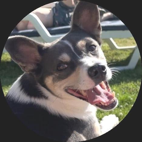 Kleine, lieve meisje zoekt huis., Dieren en Toebehoren, Honden | Niet-rashonden, Klein, Teef, Particulier, Eén hond, Nederland